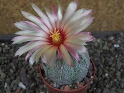 Astrophytum hanazano X red flower oibo, pot 5,5 cm