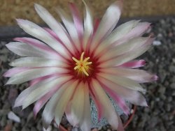 Astrophytum hanazano X red flower oibo, pot 5,5 cm - 12404156
