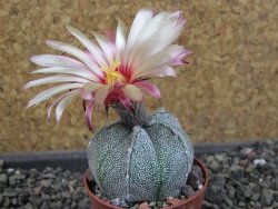 Astrophytum hanazano X red flower oibo, pot 5,5 cm - 12404157