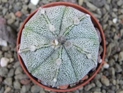 Astrophytum hanazano X red flower oibo, pot 5,5 cm - 12404158