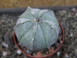 Astrophytum hanazano X red flower oibo, pot 5,5 cm - 12404159