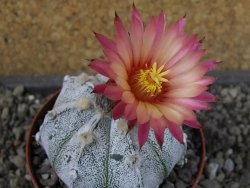Astrophytum hanazano X red flower oibo, pot 9 cm