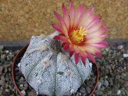 Astrophytum hanazano X red flower oibo, pot 9 cm - 12404162