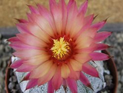 Astrophytum hanazano X red flower oibo, pot 9 cm - 12404163
