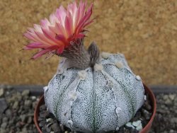 Astrophytum hanazano X red flower oibo, pot 9 cm - 12404164