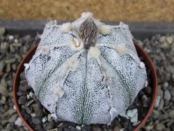 Astrophytum hanazano X red flower oibo, pot 9 cm - 12404165