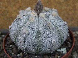 Astrophytum hanazano X red flower oibo, pot 9 cm - 12404166
