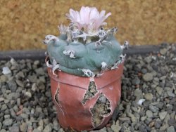 Lophophora williamsii pot 5,5 cm - 12404178