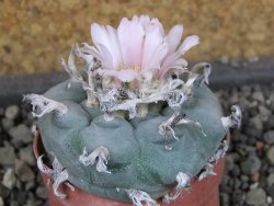 Lophophora williamsii pot 5,5 cm - 12404179
