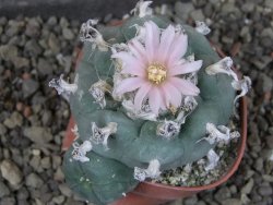 Lophophora williamsii pot 5,5 cm - 12404182