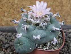 Lophophora williamsii pot 5,5 cm - 12404183