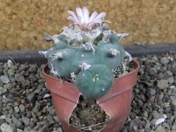 Lophophora williamsii pot 5,5 cm - 12404184