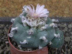 Lophophora williamsii pot 5,5 cm - 12404185
