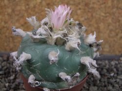 Lophophora difusa, pot 6,5 cm - 12404191