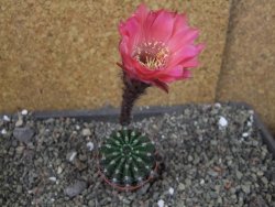 Echinopsis hybrid pot 5,5 cm - 12404200