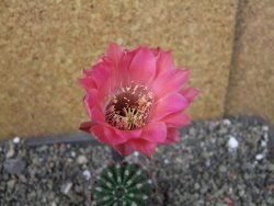 Echinopsis hybrid pot 5,5 cm - 12404201