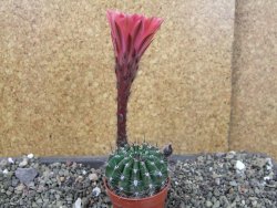 Echinopsis hybrid pot 5,5 cm - 12404202