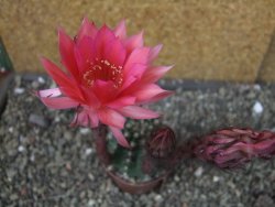 Echinopsis hybrid pot 7 cm - 12404210