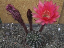 Echinopsis hybrid pot 7 cm - 12404211