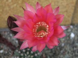 Echinopsis hybrid pot 7 cm - 12404212