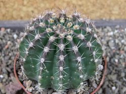 Echinopsis hybrid pot 7 cm - 12404214