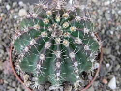 Echinopsis hybrid pot 7 cm - 12404215