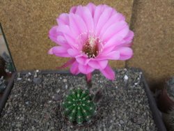 Echinopsis hybrid pot 7 cm - 12404216