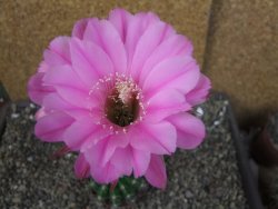 Echinopsis hybrid pot 7 cm - 12404217