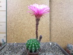 Echinopsis hybrid pot 7 cm - 12404219