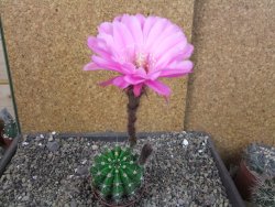 Echinopsis hybrid pot 7 cm - 12404220