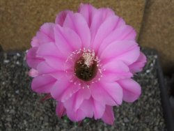 Echinopsis hybrid pot 7 cm - 12404221