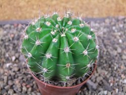 Echinopsis hybrid pot 7 cm - 12404222
