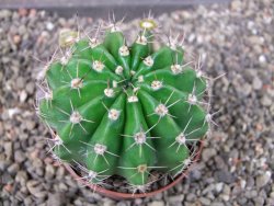 Echinopsis hybrid pot 7 cm - 12404223