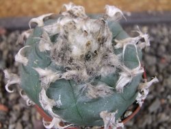 Lophophora williamsii pot 6,5 cm - 12404225
