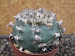 Lophophora williamsii pot 6,5 cm - 12404227