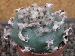 Lophophora williamsii pot 6,5 cm - 12404228