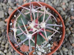 Echinocactus horizonthalonius Salinas, pot 5,5 cm - 12404230