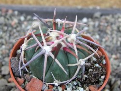 Echinocactus horizonthalonius Salinas, pot 5,5 cm - 12404231