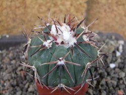 Echinocactus horizonthalonius Salinas, pot 4 cm - 12404236