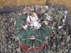 Echinocactus horizonthalonius Salinas, pot 4 cm - 12404237