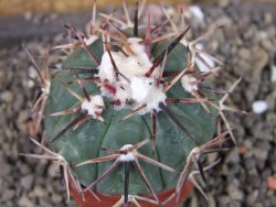 Echinocactus horizonthalonius Salinas, pot 4 cm - 12404238