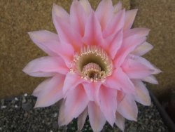 Echinopsis hybrid pot 5,5 cm - 12404241
