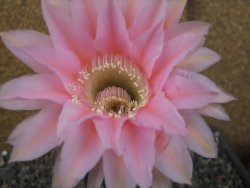 Echinopsis hybrid pot 5,5 cm - 12404242