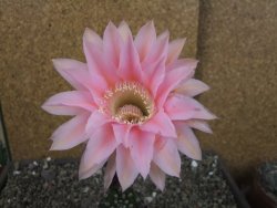 Echinopsis hybrid pot 5,5 cm - 12404243
