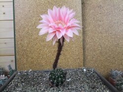 Echinopsis hybrid pot 5,5 cm - 12404244