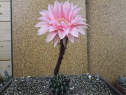 Echinopsis hybrid pot 5,5 cm - 12404245