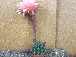 Echinopsis hybrid pot 5,5 cm - 12404246