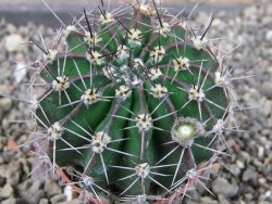 Echinopsis hybrid pot 5,5 cm - 12404247