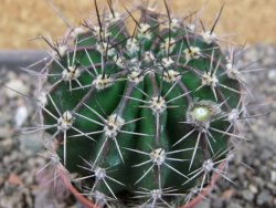 Echinopsis hybrid pot 5,5 cm - 12404248