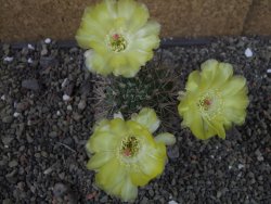 Acanthocalycium ferrari WR 572 N of Santa Maria Tucuman, pot 5,5 cm - 12404250